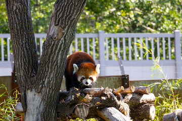 red panda playing in a tree at the zoo