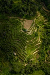 Selbstklebende Fototapete Reisfelder Tegalalang rice terraces (Ubud, Bali)