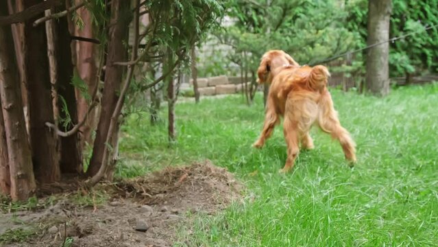 Dog peeing. English cocker spaniel pee at tree in the park. Pet urinating. Animal marking territory.