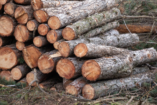 image of stacked logpile and wood