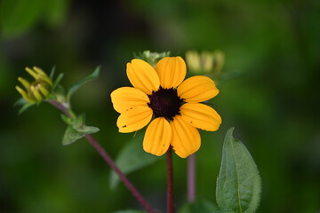 Yellow flower