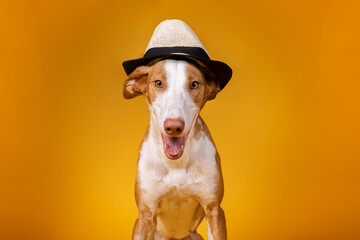Fotografía de perros podencos marrón y blanco. Perro con gorro en la cabeza. - obrazy, fototapety, plakaty
