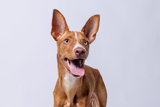 Fotograf&iacute;a de perro podenco marr&oacute;n y blanco sonriendo.