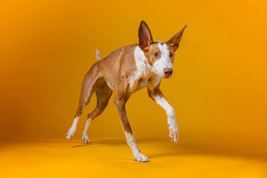 Fotograf&iacute;a de perro podenco marr&oacute;n y blanco corriendo.