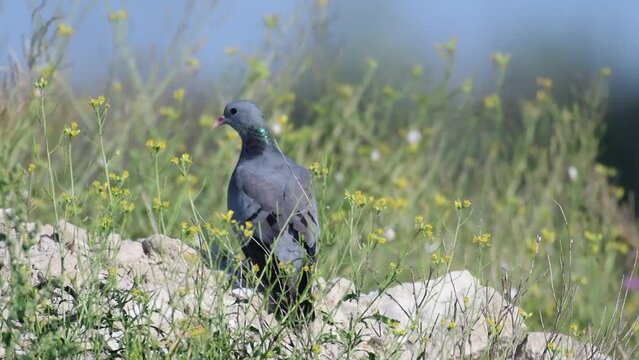 Stock Dove Columba oenas in the wild.