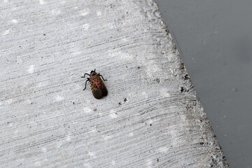 spotted lanternfly on the ground 