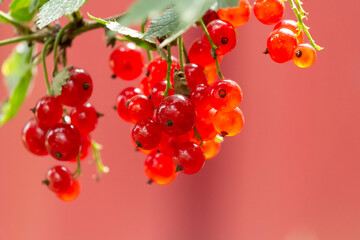 Ripe red currant, Ribes rubrum, in the home garden. Close-up. Organic farming, healthy food, BIO...