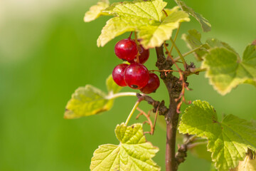 Ripe red currant, Ribes rubrum, in the home garden. Close-up. Organic farming, healthy food, BIO...