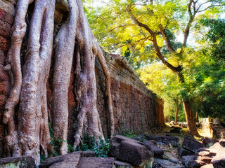 Nature's reclamation: Giant tree roots reclaim Khmer ruins, creating a striking scene in Cambodia.
