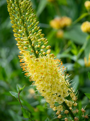 Eremurus stenophyllus (foxtail lilies or desert candles) yellow flowering plant in flower garden