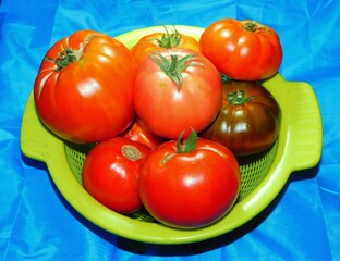 freshly picked tomatoes from the garden of various kinds