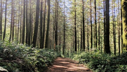 Sentier dans la forêt