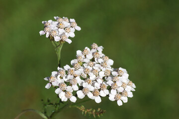 Closeup white flowers of Common yarrow (Achillea millefolium, family Asteraceae. Dutch garden, Netherlands, summer, August. 