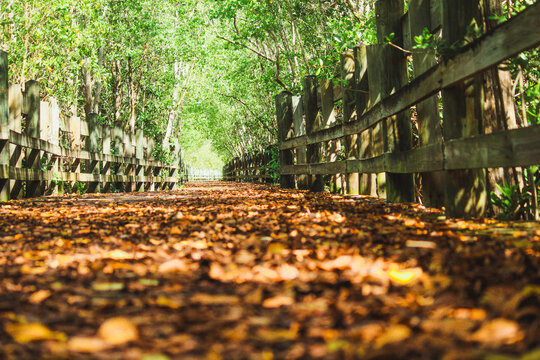 Wood bridge, Lo&iacute;za, Puerto Rico