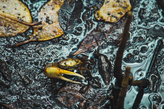 Crab, Lo&iacute;za, Puerto Rico
