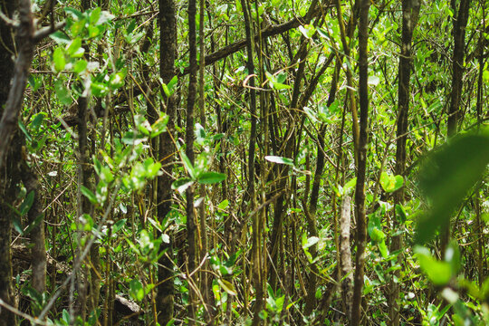 Mangrove Forest, Lo&iacute;za, Puerto Rico
