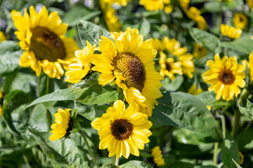 field of sunflowers in summer