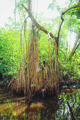 Mangrove Forest, Loíza, Puerto Rico