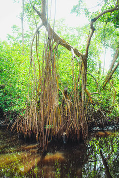 Mangrove Forest, Lo&iacute;za, Puerto Rico