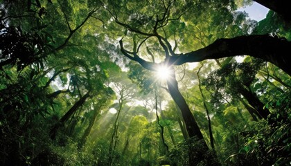 Green jungle rainforest tree canopy view from bottom to top.