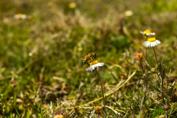 white butterfly on a camomile