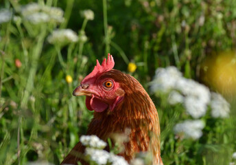 Poule rousse champêtre