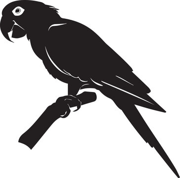 recommend clip art: Parrot vector silhouette illustration
