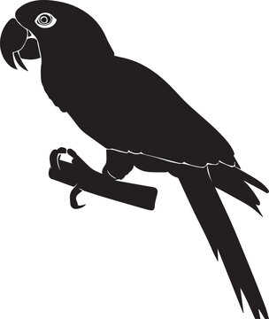 Parrot vector silhouette illustration
