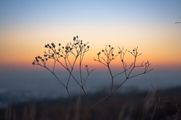 Obraz premium Silhouette of a branched blade of grass against the background of the twilight sky. Bicolor sky and silhouette of a blade of grass.