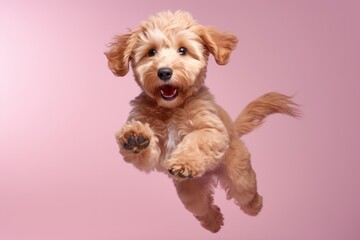 cute toy poodle dog on pink background, AI Generated
