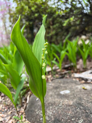 Fototapeta premium lily of the valley just starting to bloom in the spring