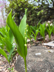 lily of the valley just starting to bloom in the spring