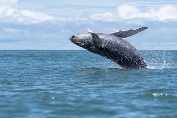 Ballena jorobada saltando. Costa Rica. Pacífico. Joven ballena jorobada.