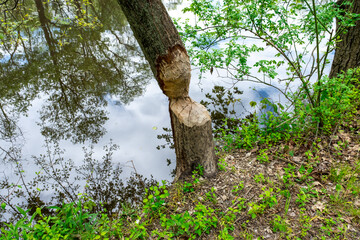 tree chewed by beaver along the canal © Michele