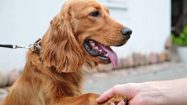 English cocker spaniel dog gives paw to a man. The doggy greets. Dog paw and human hand doing handshake. Owner training trick with dog friend. Friendship love support team concept. Friendly pet.
