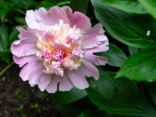 pink peony in the garden in the spring