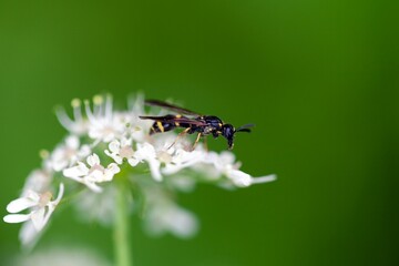 Willow mason-wasp, Symmorphus bifasciatus