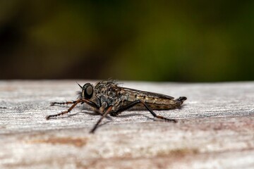 Robber fly of the species Tolmerus atricapillus