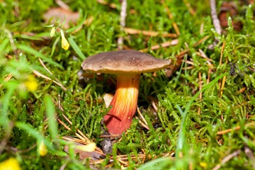 Red cracking bolete, Xerocomellus chrysenteron