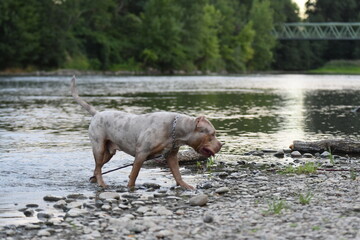 Un chien de race american bully XL dans une rivière 