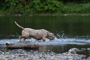 Un chien de race american bully XL dans une rivière 