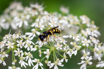 Wasp of the species Ectemnius lituratus