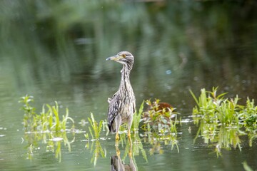Juvenile black-crowned night-heron, Nycticorax nycticorax