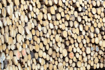 Photo sur Plexiglas Texture du bois de chauffage Tree trunks of pines