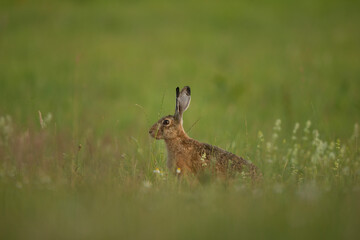 European hare on the spring meadow. Hare is feeding on the grass. European wildlife. 