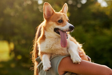 young girl hugging pembroke welsh corgi in the park in sunny weather, happy dogs concept