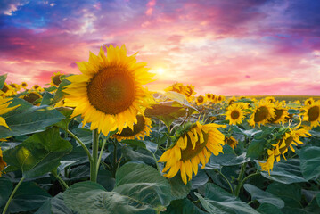 Sunset shining on a sunflower field in the Midwest of the United Stated.