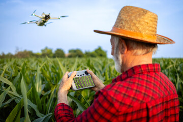 Fototapeta premium Farmer flying agricultural drone monitoring corn field and collecting data for health status.