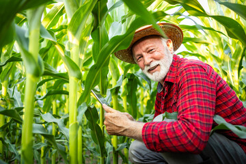 Senior farmer checking growth of corn stalks in the field.