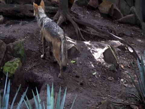 Lobo mexicano caminando